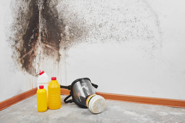 Best Mold Testing and Removal  in Uvalde, TX