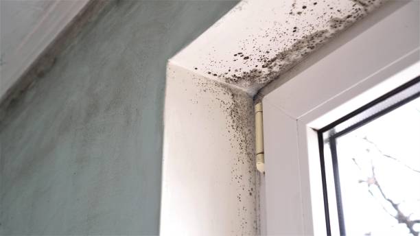 Best Attic Mold Removal  in Uvalde, TX