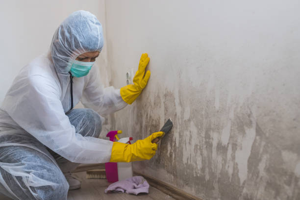 Best Toxic Mold Removal  in Uvalde, TX