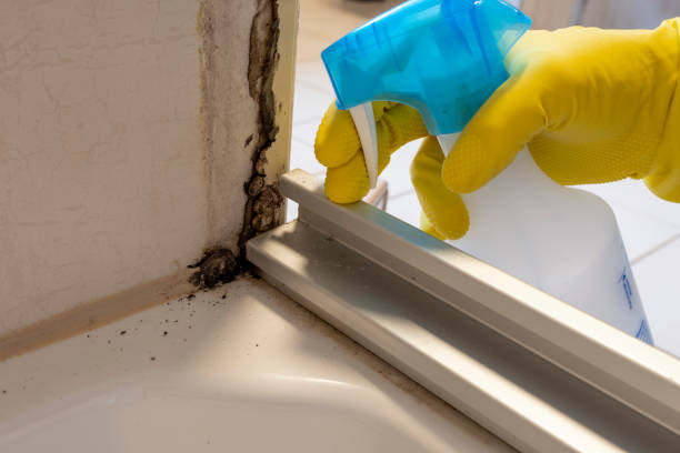 Best Office Mold Removal Services  in Uvalde, TX
