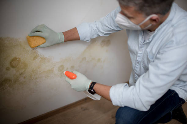 Best Home Mold Removal  in Uvalde, TX