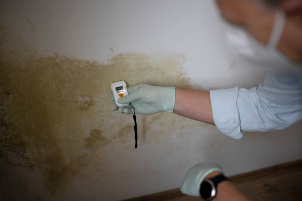 Best Mold Removal Company Near Me  in Uvalde, TX