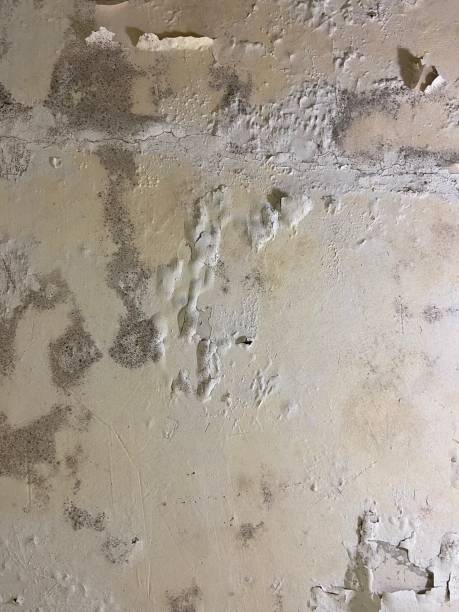 Best Mold Remediation  in Uvalde, TX