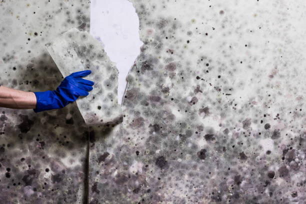 Best Affordable Mold Removal  in Uvalde, TX